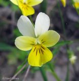 Viola tricolor