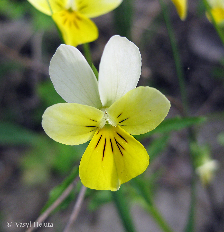 Изображение особи Viola tricolor.