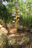 Phelipanche purpurea. Цветущее растение. Южный Берег Крыма, гора Аю-Даг. 27 мая 2013 г.