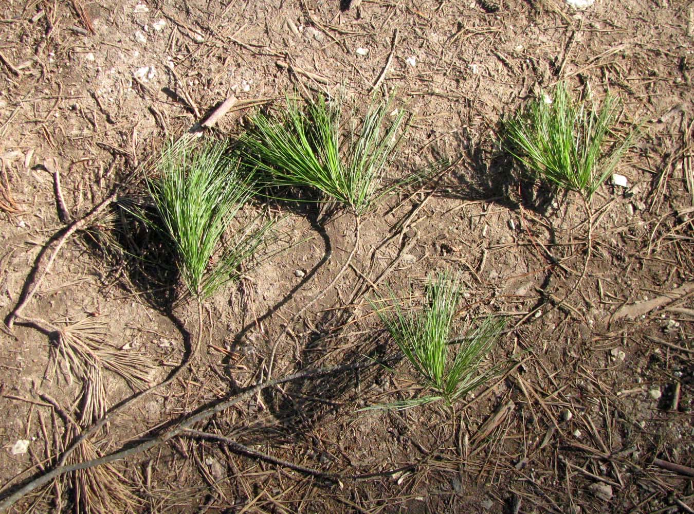 Image of Pinus strobus specimen.