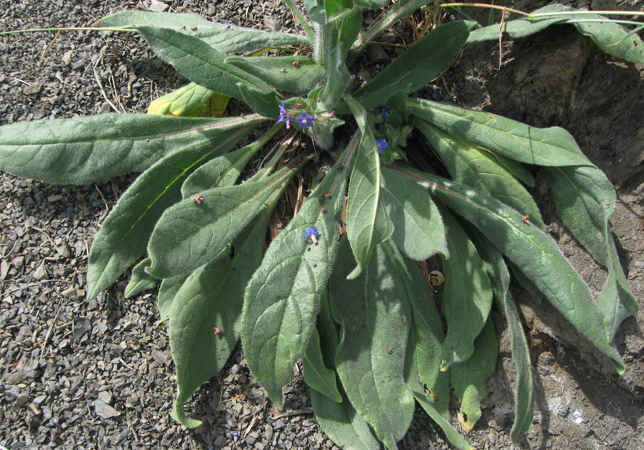 Image of Anchusa azurea specimen.