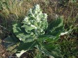 Salvia aethiopis. Вегетирующее растение. Краснодарский край, окр. г. Крымск, вершина холма. 15.06.2013.