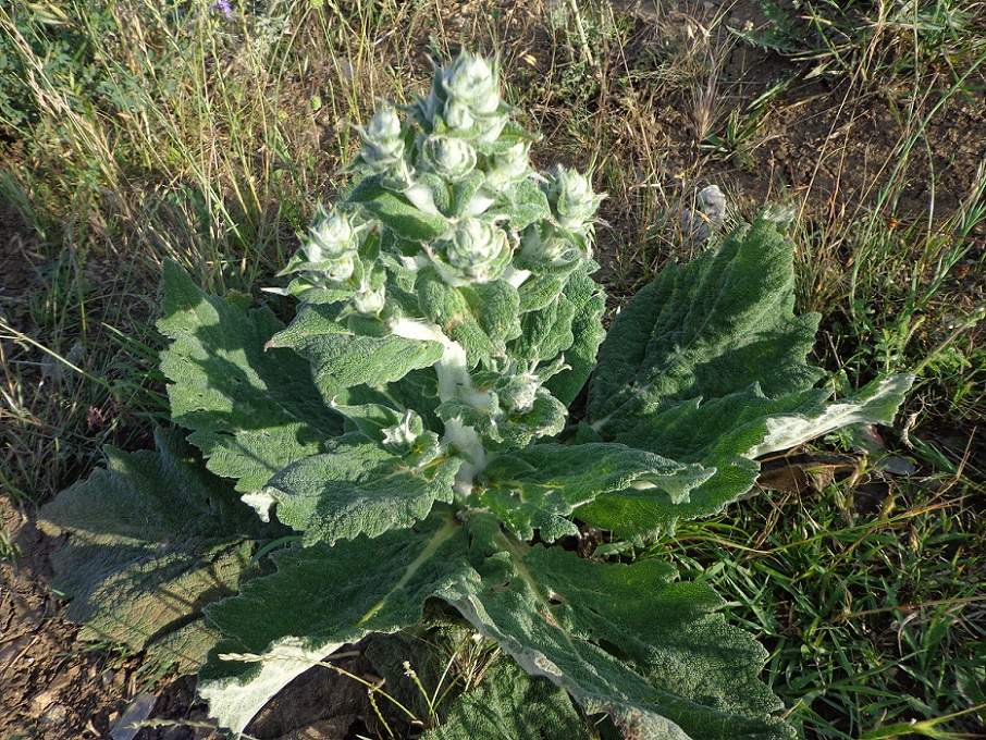 Image of Salvia aethiopis specimen.