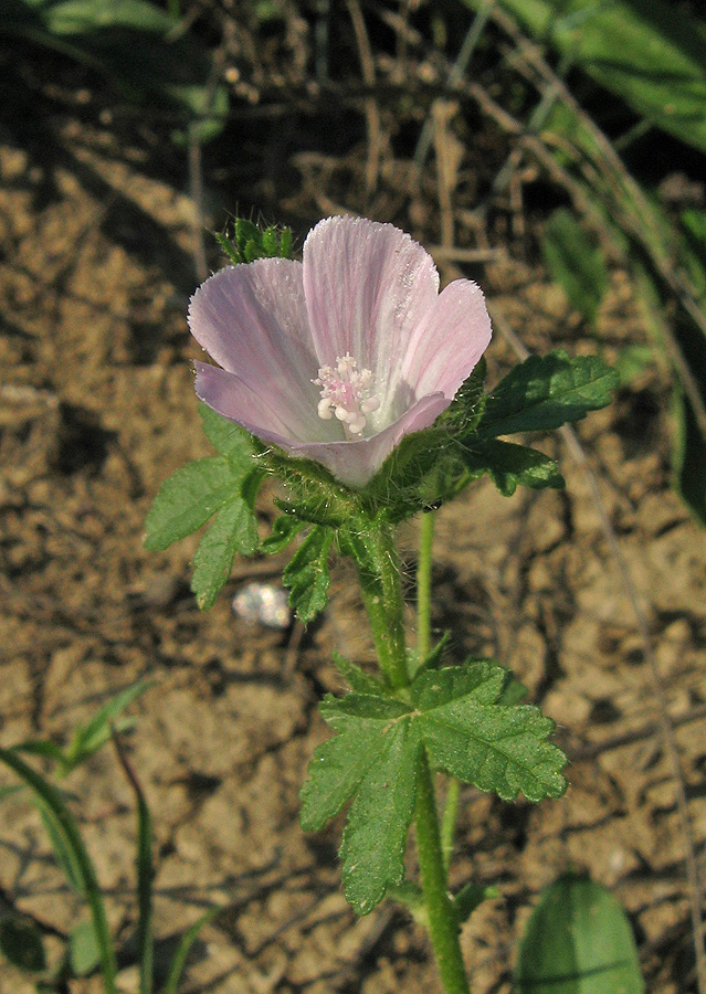 Image of Malva setigera specimen.