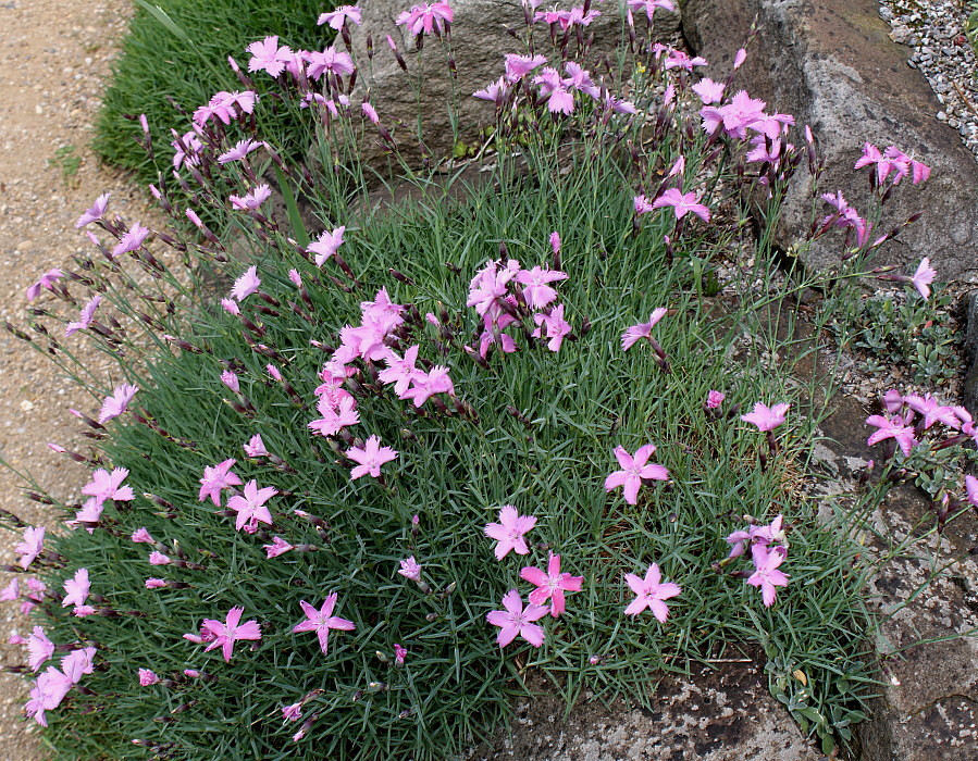 Изображение особи род Dianthus.