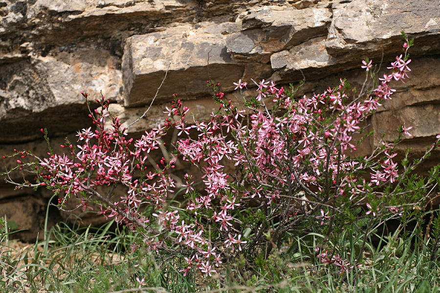 Изображение особи Amygdalus petunnikowii.