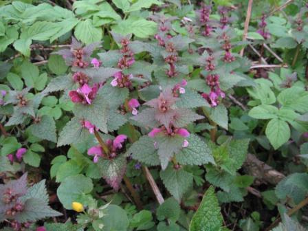 Image of Lamium maculatum specimen.