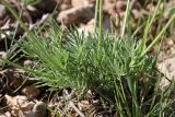 Astragalus kronenburgii