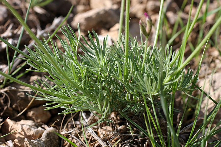 Изображение особи Astragalus kronenburgii.