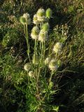 Dipsacus laciniatus. Верхушка цветущего растения. Краснодарский край, окр. г. Крымск, пойменный луг р. Адагум. 23.07.2013.