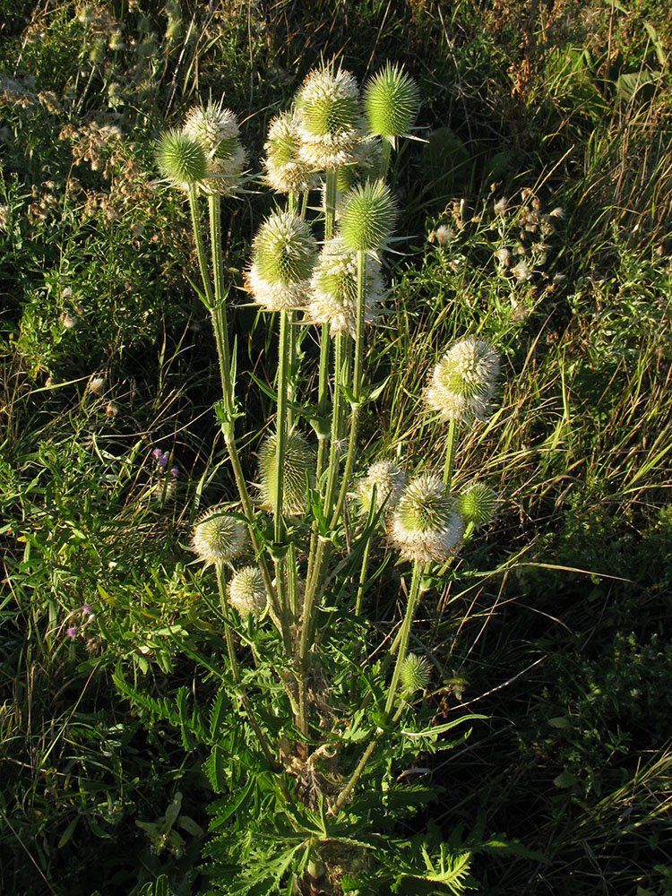Image of Dipsacus laciniatus specimen.