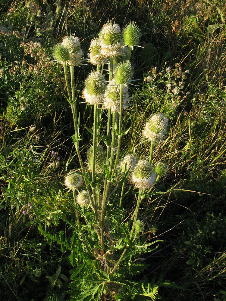 Изображение особи Dipsacus laciniatus.