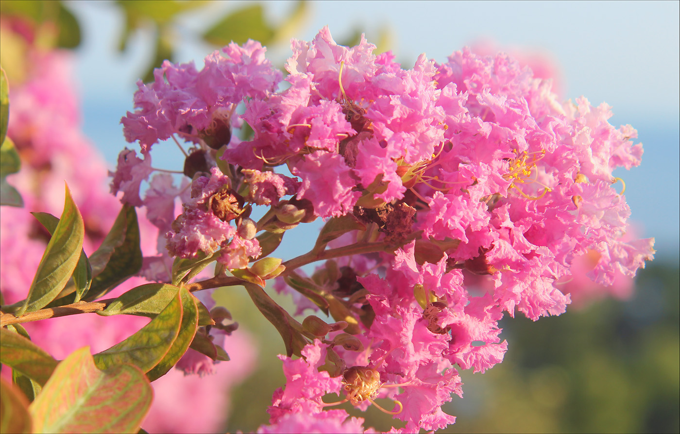 Изображение особи Lagerstroemia indica.