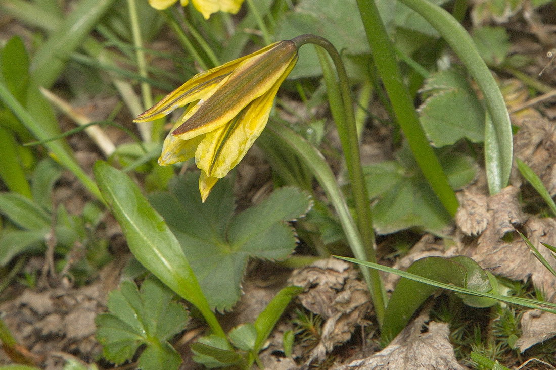 Image of Tulipa heterophylla specimen.