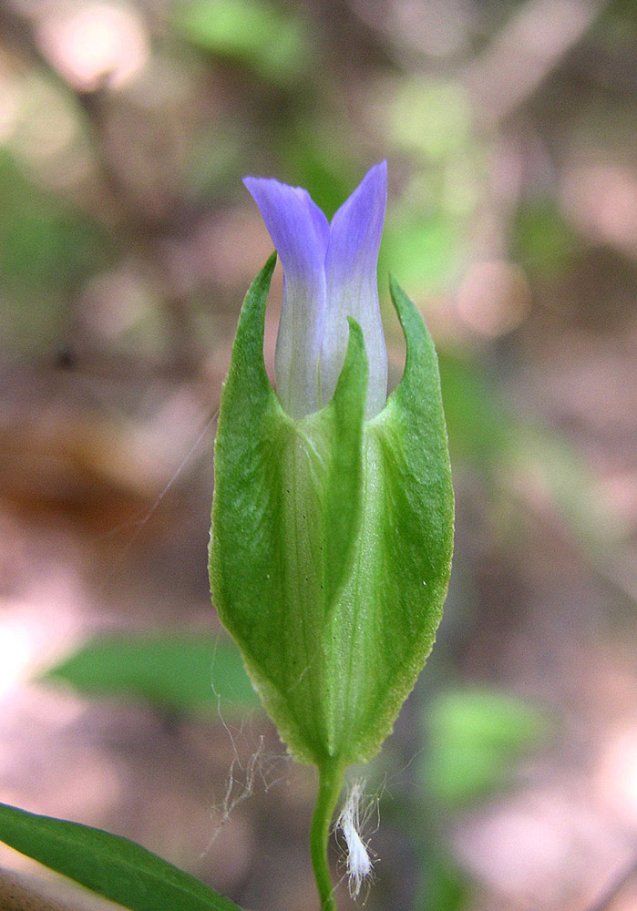 Image of Crawfurdia volubilis specimen.