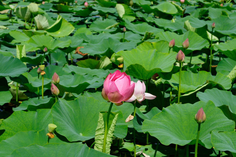 Изображение особи Nelumbo komarovii.