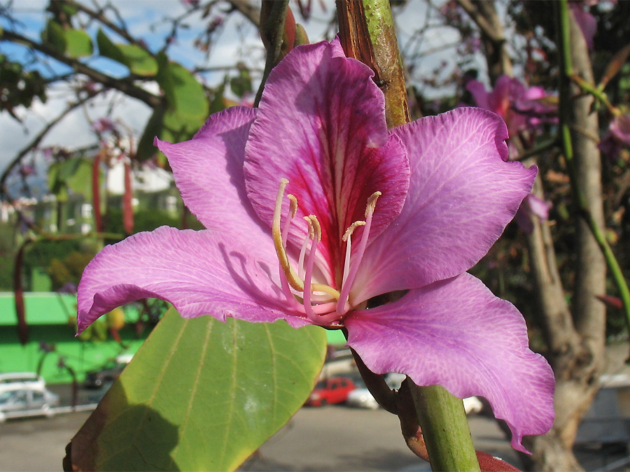 Изображение особи Bauhinia variegata.