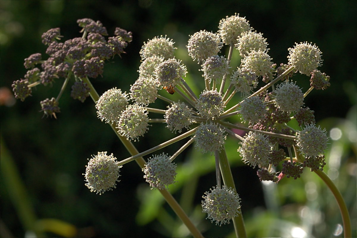 Изображение особи Angelica sylvestris.