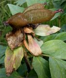 Paeonia suffruticosa. Верхняя часть побега с плодом ('Ohujinishiki'). Германия, г. Дюссельдорф, Ботанический сад университета. 14.08.2013.