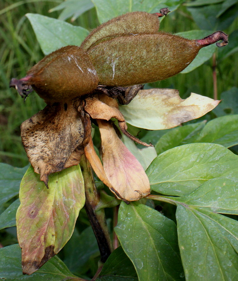 Изображение особи Paeonia suffruticosa.