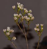 Chamelaucium uncinatum