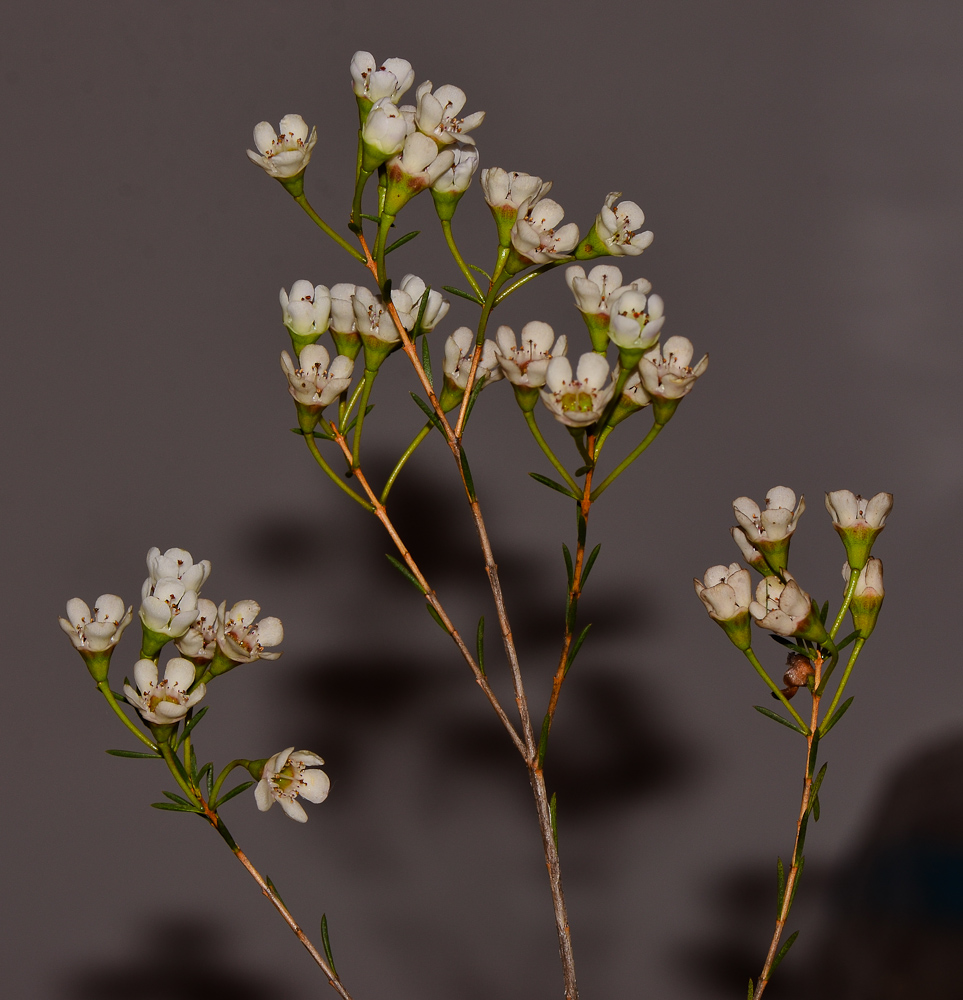 Изображение особи Chamelaucium uncinatum.