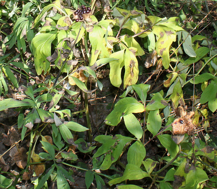Image of genus Paeonia specimen.