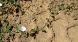 Convolvulus arvensis