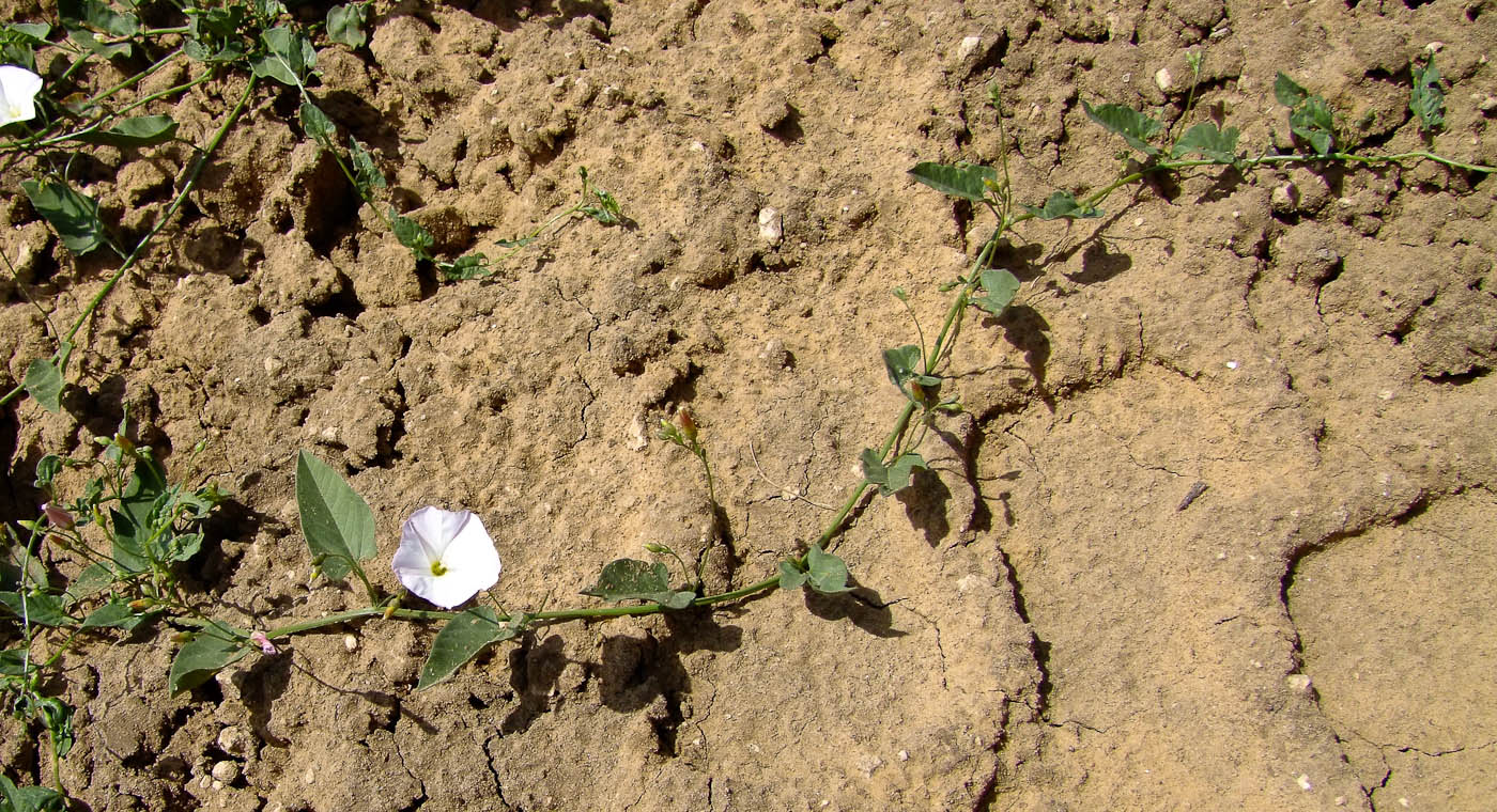 Изображение особи Convolvulus arvensis.