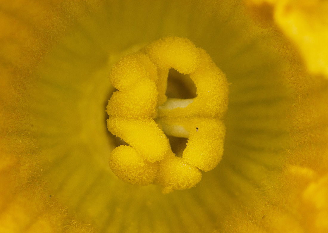Image of Cucurbita maxima specimen.