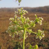 Conium maculatum. Верхушка побега с соцветием. Краснодарский край, Крымский р-н, долина реки Шибик, залежь. 11.11.2013.