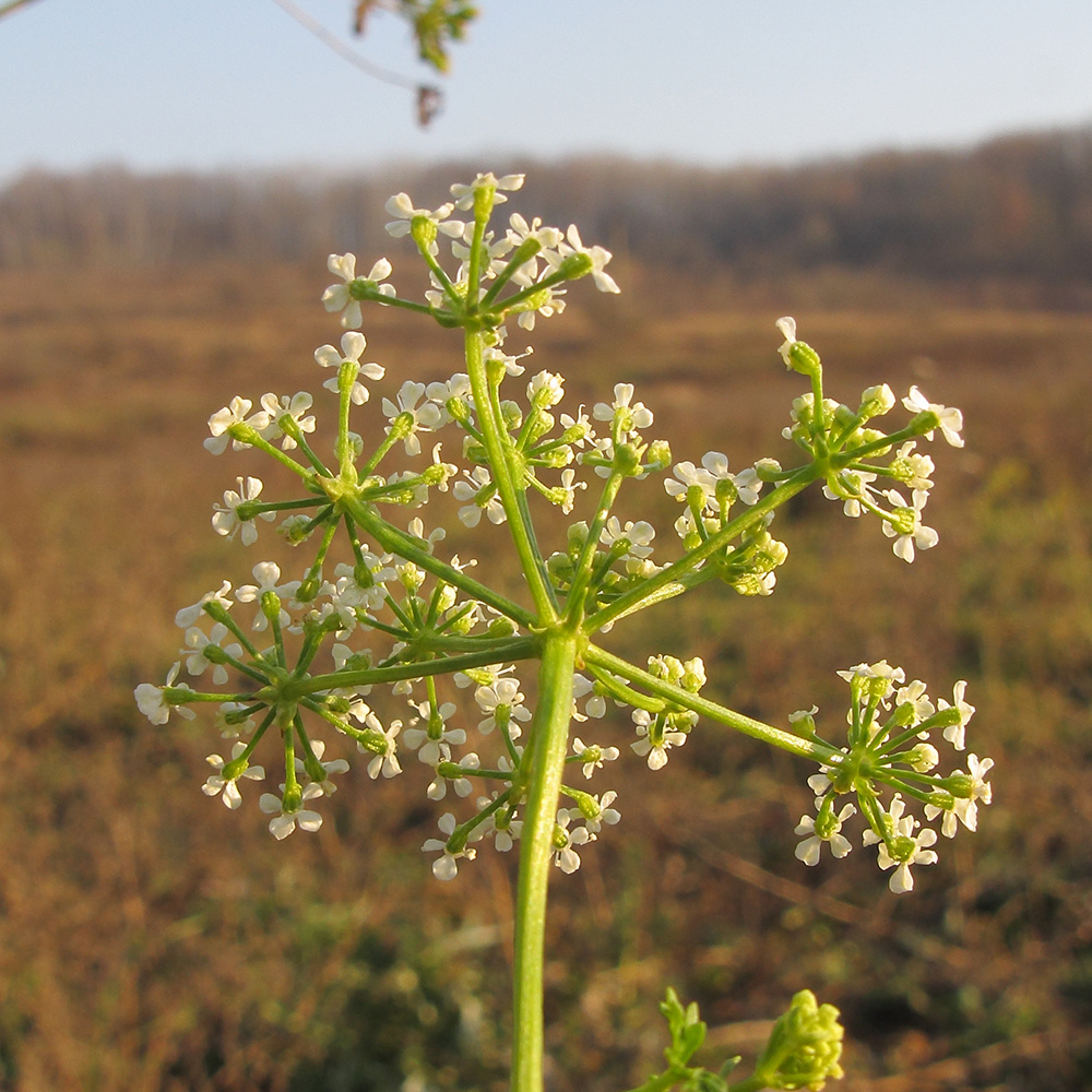 Изображение особи Conium maculatum.