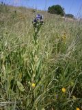 Cynoglossum creticum