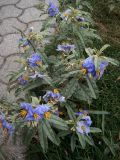 Solanum elaeagnifolium. Верхушки цветущих растений. Греция, Центральная Македония, ном Пиерия, окр. г. Дион, 21.07.2013.