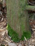 Cryptomeria japonica. Комлевая часть ствола, поросшая мхом ('Cristata'). Германия, г. Дюссельдорф, Ботанический сад университета. 02.03.2014.