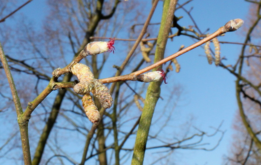 Image of Corylus californica specimen.