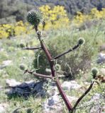 Echinops spinosissimus