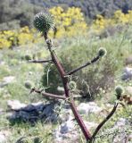 Echinops spinosissimus. Верхушка растения с соцветиями в бутонах. Израиль, гора Гильбоа, гарига. 22.03.2014.