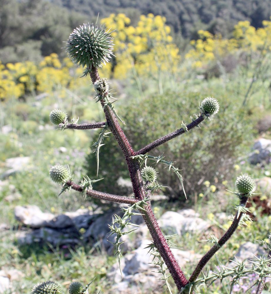 Изображение особи Echinops spinosissimus.