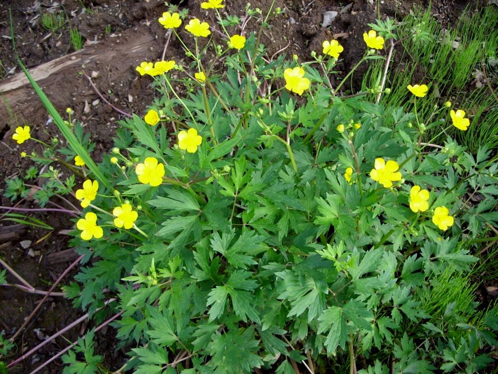 Image of Ranunculus repens specimen.