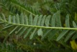 Astragalus henningii