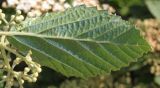 genus Viburnum