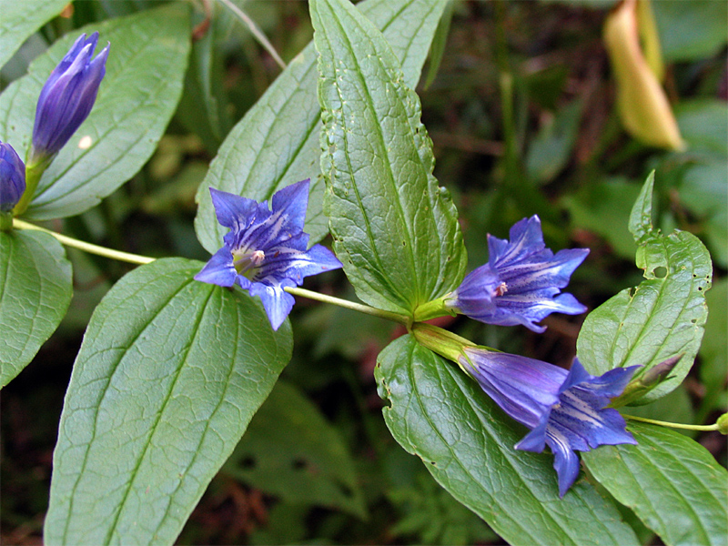 Изображение особи Gentiana schistocalyx.