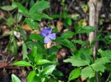 Vinca minor