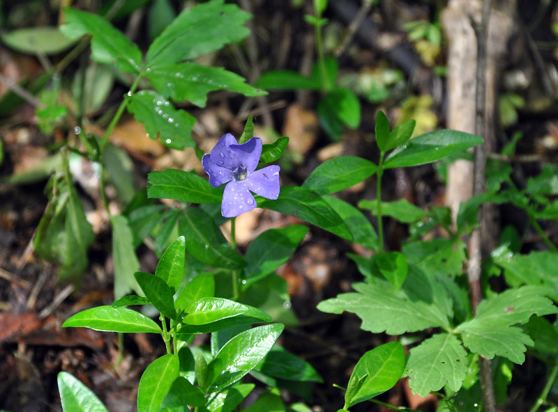 Изображение особи Vinca minor.