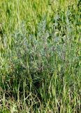 Artemisia campestris