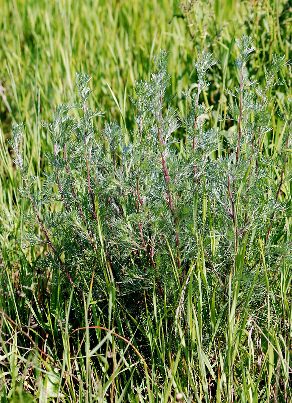 Изображение особи Artemisia campestris.