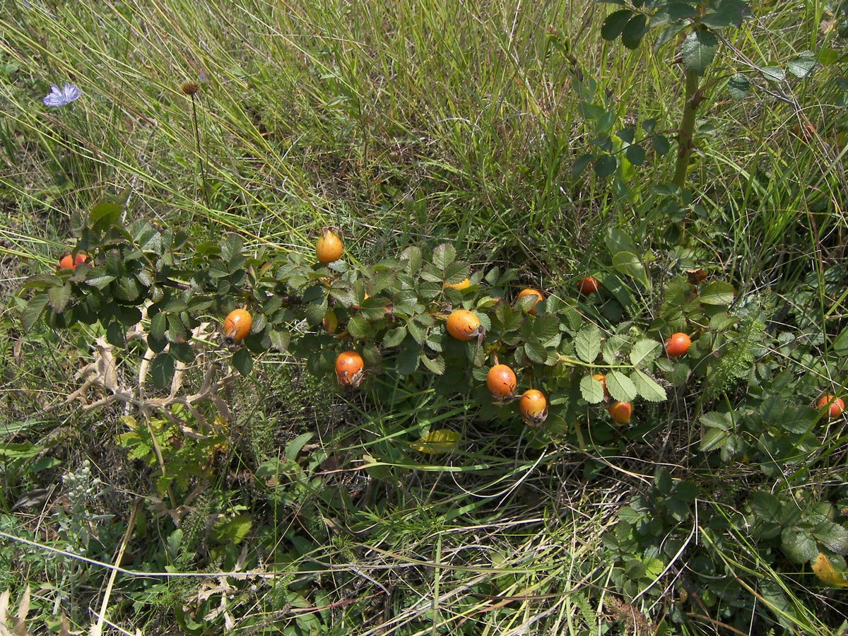 Image of Rosa gallica specimen.