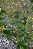 Crambe koktebelica