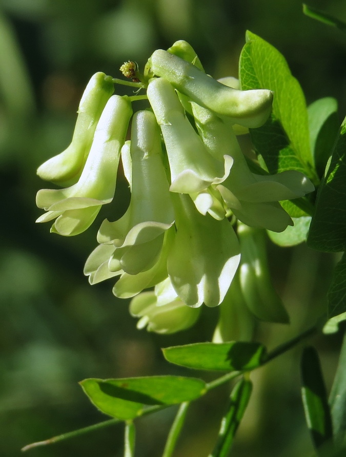 Image of Vicia pisiformis specimen.